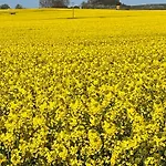 Sonnenschein درانسكي