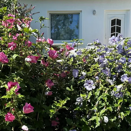 Sonnenschein Dranske