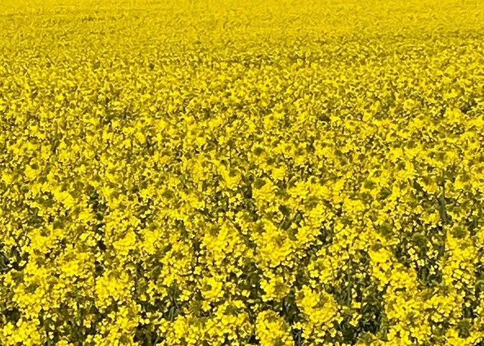 Sonnenschein Dranske